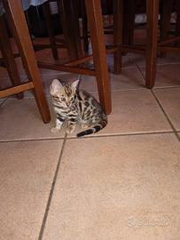 Cuccioli del bengala
