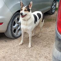 Meticcio di circa 3 anni