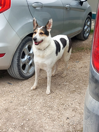 Meticcio di circa 3 anni