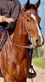 Bravissimo Castrone Paint Horse di 8 anni