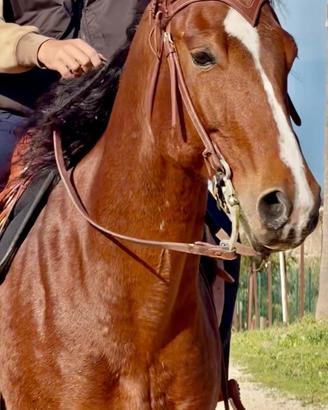 Bravissimo Castrone Paint Horse di 8 anni