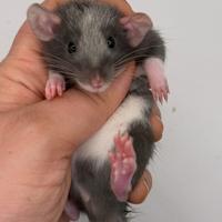 Cuccioli ratti domestici da compagnia selezionati