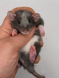 Cuccioli ratti domestici da compagnia selezionati