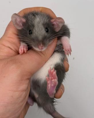 Cuccioli ratti domestici da compagnia selezionati