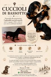 Cuccioli di Bassotto - 3 maschi disponibili