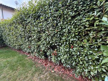 17 Piante siepe Photinia