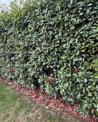 17 Piante siepe Photinia