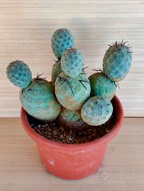 Cactus Tephrocactus Geometricus 