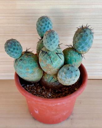 Cactus Tephrocactus Geometricus 