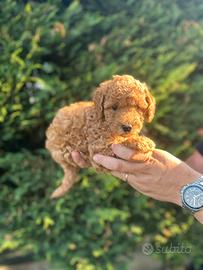 Cuccioli barboncino promo consegna gratuita