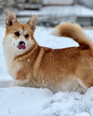 Femmina adulta Welsh Corgi Pembroke