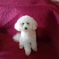 Barbone maschio per accoppiamento