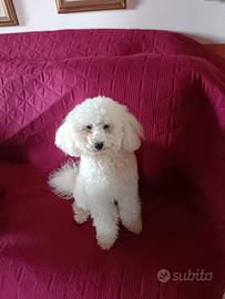 Barbone maschio per accoppiamento