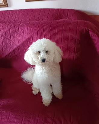 Barbone maschio per accoppiamento