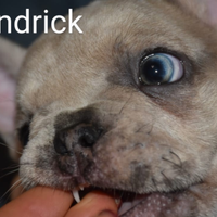 Cucciolata Bulldog Francese