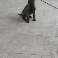 Pastore belga malinois