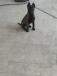 Pastore belga malinois