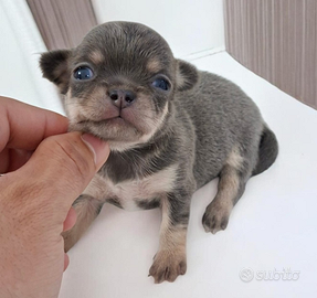 Mini mini maschietto BLU Chihuahua