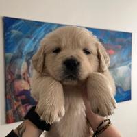Cucciola Golden Retriever subito disponibile