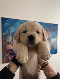 Cucciola Golden Retriever subito disponibile