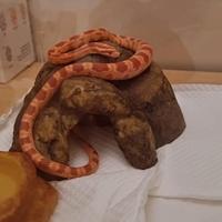 Serpente del grano, femmina 1 anno e mezzo