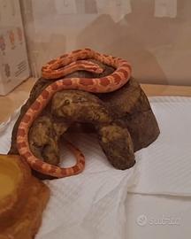 Serpente del grano, femmina 1 anno e mezzo