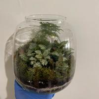 Terrari chiusi artigianali