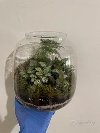 Terrari chiusi artigianali