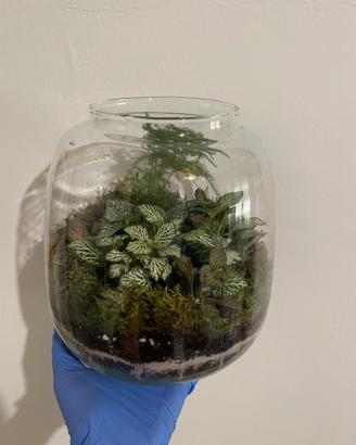 Terrari chiusi artigianali