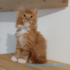 Cuccioli Maine Coon