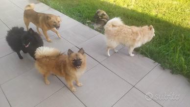 Volpino cucciolo