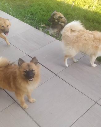 Volpino cucciolo