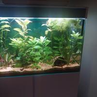 acquario da 160 litri 