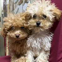 Disponibili barboncino maschio e femmina toy