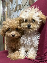 Disponibili barboncino maschio e femmina toy