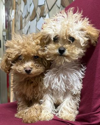 Disponibili barboncino maschio e femmina toy