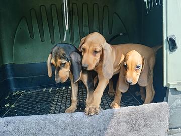 Cuccioli maschi segugio italiano