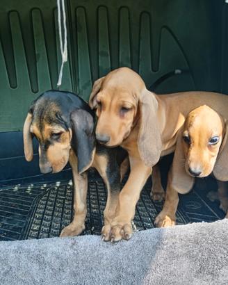Cuccioli maschi segugio italiano
