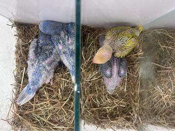 Parrocchetti dal collare