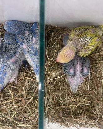 Parrocchetti dal collare
