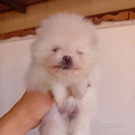 Spitz