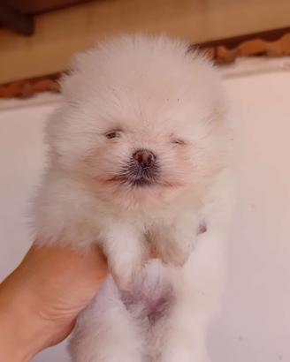 Spitz