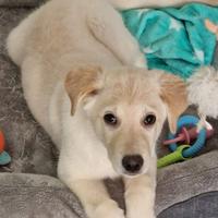 Cucciola 4 mesi in adozione