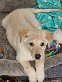 Cucciola 4 mesi in adozione