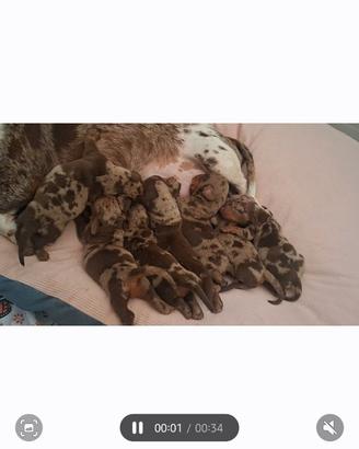 Cuccioli di bassotto
