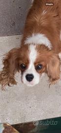 Cavalier king femmina