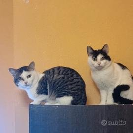 Gatti domestici