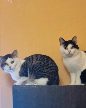 Gatti domestici