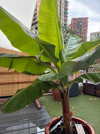 Piante di banano