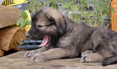 Disponibili cuccioli Akita x Pastore della Sila
